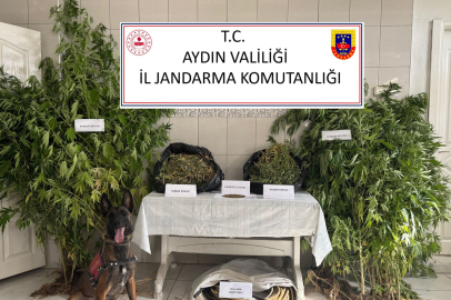 Aydın Bozdoğan’da uyuşturucu operasyonu: Ormanlık alanda kenevir yetiştirmiş