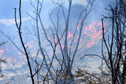 Balıkesir Erdek'te çıkan orman yangını kontrol altına alındı