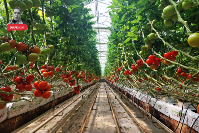 Bursa'daki tarım devi konkordato ilan etti!