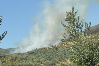 Bursa İznik'te orman yangını