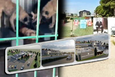 Hayvanlar açlıktan birbirini yemişti: Bursa'daki o belediyenin barınak ihalesi tamam!