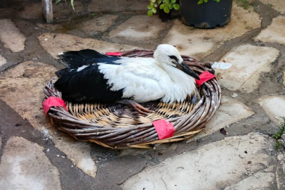 Aydın’da kurtarılan leylek ve flamingo doğaya salındı