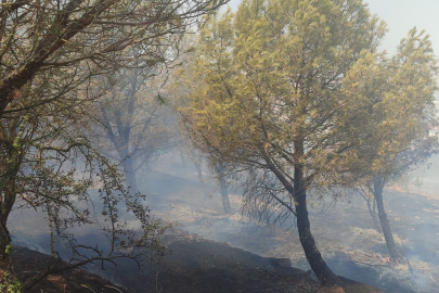Balıkesir Susurluk'ta orman yangını kontrol altına alındı