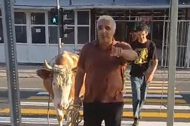 Gümüşhane'de inekler yaya geçidini kullandı, sahibi "Mecburen" dedi