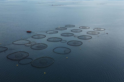 Su ürünlerinde üretim planlamasında olan tür sayısı 16'ya çıktı