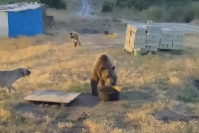 Tunceli'de karakolun davetsiz misafiri: Bozayı