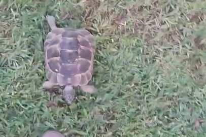 Bursa'da bahçıvan ve kaplumbağanın dostluğu görenlerin yüzünü güldürdü