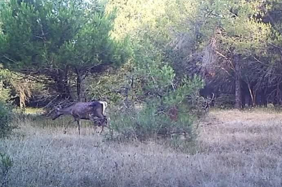 Bursa'da kızıl geyik ve yavrusu fotokapanla görüntülendi