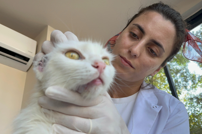 Bursa'da kulakları kesilmiş olarak bulunan 'Sütlaç'a yuva aranıyor