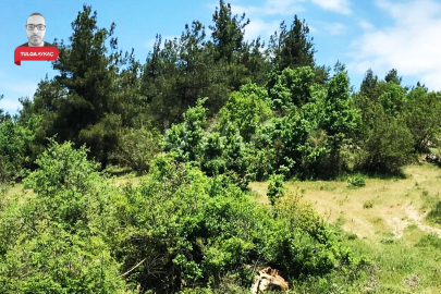 Bursa'da mahkemeden 80 bin TL'ye satılık tarla! 945 metrekare...