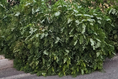 Elazığ Kovancılarda ağaç dalları kırıldı