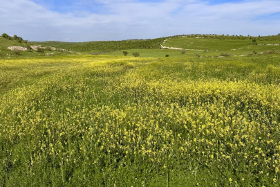 İşlenmeyen araziler kiralanacak: Çiftçiye yeni fırsat