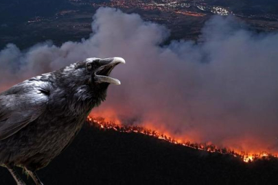 Karabük'te yangın kontrol altında! Çıkış nedeniyle ilgili çarpıcı karga iddiası