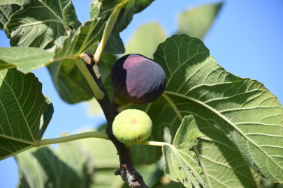 Osmangazi’den dünyaya açılan lezzet: Bursa Siyah İnciri!