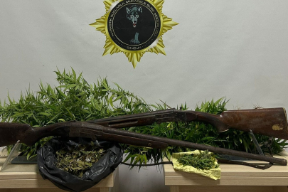 Samsun Bafra'da 33 kök Hint keneviri ele geçirildi