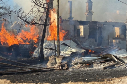 Ankara'da motosikletli gençler tarlaya giren domuz sürüsünü kovaladı