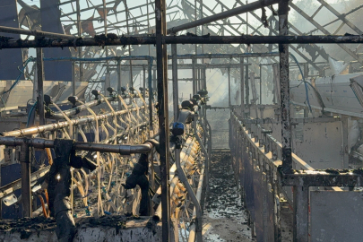 Düzce’deki orman yangınında keçi üretim çiftliği alev alev yandı