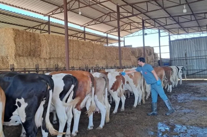 Et ve süt üretimi tehlikede! Besiciler acil destek bekliyor: Verim kaybı yüzde 70'e çıktı!