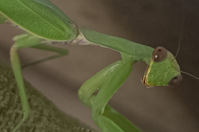 Peygamberdevesi bahçeleri zararlılara karşı koruyor