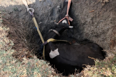 Burdur'da kuyuya düşen inek 2 saatlik çalışmayla kurtarıldı
