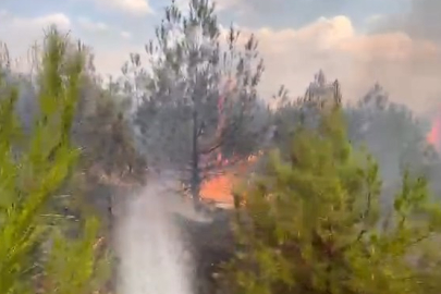 Elazığ’da ormanlık alanda yangın
