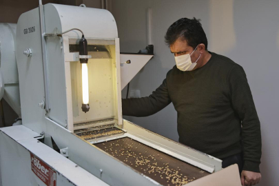 125 bine yakın tohum örneği gen bankalarında korunuyor