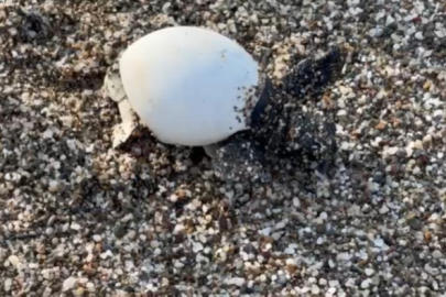 Yavru carettalar yumurtalardan çıkıp denizle buluştu