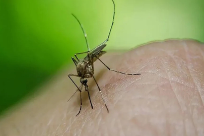 Bangladeş'te dang humması ölümlerinde korkutan artış! Her şey bir sivrisinekle başladı