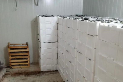 Bursa'da kilolarca balığa denetimle el koyuldu!