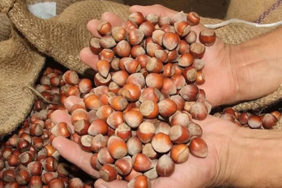 File ile fındık hasadı verimi artırdı