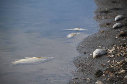 Su seviyesi düşen barajda ölen balıklar kıyıya vurdu