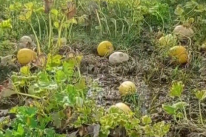 1 yıllık emeği heba olan çiftçi isyan etti