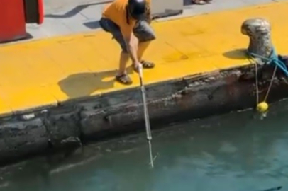 Muğla'da nesli tehlike altındaki balığı limanda zıpkınla vurdular