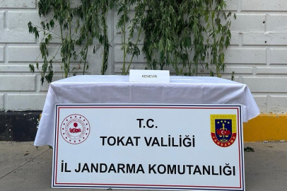 Tokat'ta kenevir operasyonunda 1 kişi yakalandı