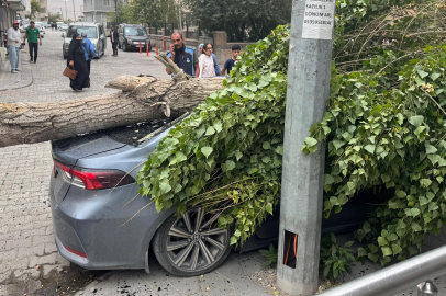 Ağrı Diyadin'de ağaç devrildi araç hasar gördü