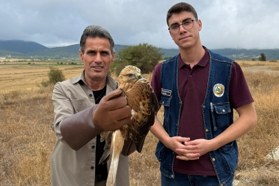 Kastamonu'da yaralı halde bulunan şahin tedavi altına alındı