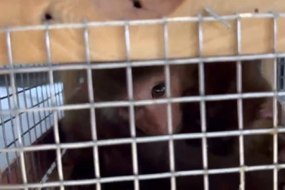 Makak maymunu ve şahinler kaçakçıların pençesinden kurtarıldı