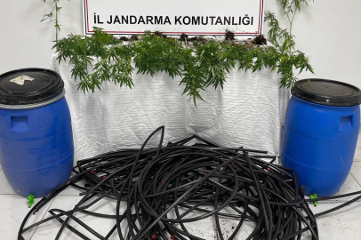 Balıkesir damlama sulamalı kenevir tarlasına jandarma baskını