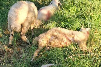 Başıboş sokak köpekleri 6 kuzuyu telef etti