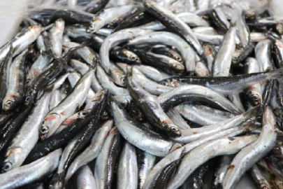 Hamsi ihracatından 8 ayda 9,9 milyon dolar gelir