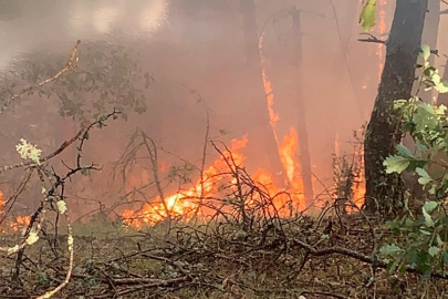 Karabük'te orman yangını