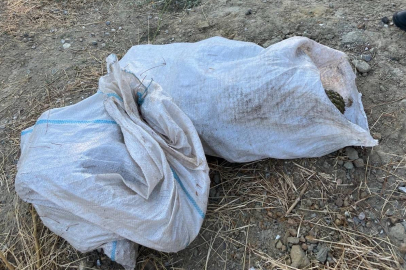 Manisa'da çam fıstığı hırsızları jandarmaya yakalandı