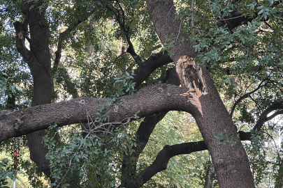 İstanbul Kadıköy'de ağaç dalı iki otomobilin üzerine devrildi