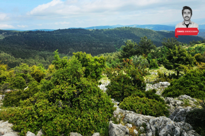 Bursa'da yangında zarar gören ormana mermer ocağı! Resmen başvuru yapıldı