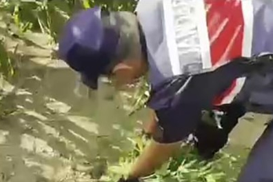 Sakarya'da  mısır tarlasına ekilen uyuşturucuyu jandarma ele geçirdi: 1 tutuklama