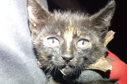 Zonguldak'ta yürekleri ısıtan kurtarma operasyonu