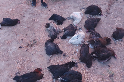 Aydın'da sokak köpekleri 25 tavuğu telef etti