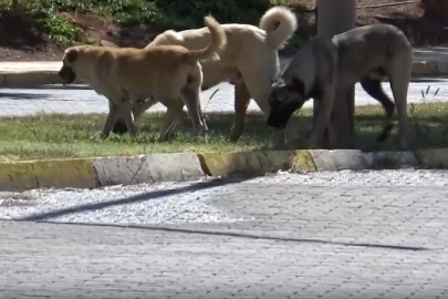 Başıboş köpekler Harran Üniversitesi'ni mesken tuttu