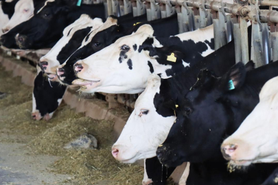 Büyükbaş sayısı haziran itibarıyla 17, küçükbaş sayısı 58 milyon oldu