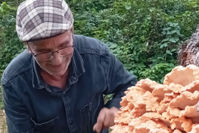 Rize'de ormanda gezintiye çıkan 3 arkadaş ağacın üzerinde kilolarca mantar buldu